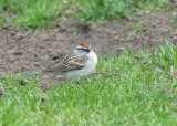 This little chipping sparrow put a big smile on my face - they were loyal nesters at Dagobah, we were thrilled to see them here.
