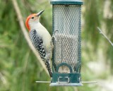 Our faithful pair of Red-bellied Woodpeckers ... visit front & back feeders and nest down the street