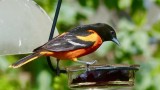 We never ever had so many orioles here in the city .... I would like to think they were ...