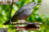 I have to check my notes as the Gray Catbird may be a lifer here in the city .... 