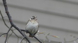 She is so pretty IMHO .... it's neat to put her and a female Purple Finch side-by-side .... check ...