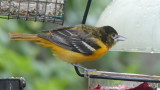 This oriole's colouring is different ... I have to research it's age ...