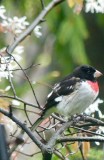 What's a photo of a rose-breasted grosbeak if there aren't blossoms near by??