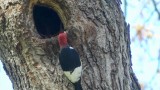 This Red-headed woodpecker was a total shock and a lifer for the property ... unfortunately ...
