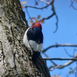 The Red-headed woodpecker will keep on flying when he gets to this area -