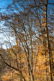 Blazing fall colors