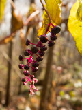 Shenandoah National Park, Virginia