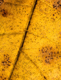 Fall Leaf Studies