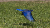 Blue_bird.jpg
