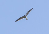 White tail kite