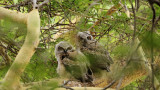 new born owlets@ South Coast Botanic Garden