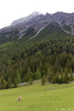 Horses grazing beneath Serles peak