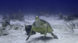Sea Turtle, Hawksbill