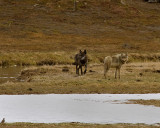 Black and Grey Wolves by the Gibbon River.jpg