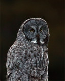 Great Grey Owl Closeup.jpg