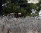 Grizzly Near the Lake.jpg