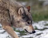 Wolf Closeup.jpg