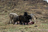 Five Wolves on the Carcass.jpg