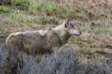 Grey Wolf Profile.jpg