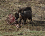 Black Wolves on the Carcass.jpg