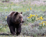 Grizzly Subadult in the flowers.jpg