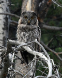 Great Grey Owl on the Pelican Valley Trail.jpg
