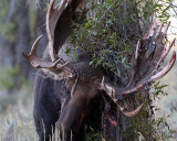 Bull Moose Rubbing Off Velvet.jpg