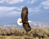 Bald Eagle in Flight.jpg