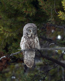 Great Grey Owl vertical.jpg
