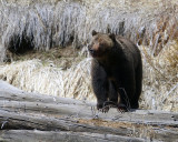 Grizzly Boar on the Log.jpg