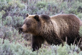 Grizzly in the Grass.jpg