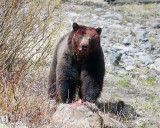 Grizzly Near the Pahaska Teepee.jpg