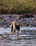 Wolf Taking a Drink.jpg