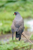 Male Snail Kite About to Fly.jpg