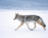 Coyote on the Run.jpg