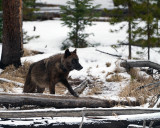 Black Wolf at Lehardy