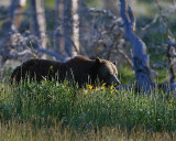 Grizzly Bear in the Wildflowers.jpg