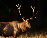 Bull elk closeup.jpg