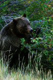 Grizzly at Oxbow Bend.jpg