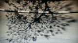 Tree Shadow