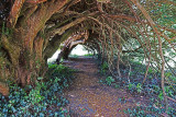 Yew Tunnel