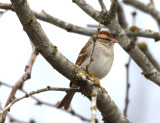 Chipping sparrow IMG_0440.JPG