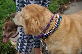 Mardi Gras Revelers