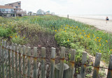 Flowers on the Dunes