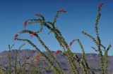 Blooming Ocotillo