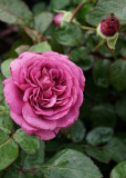 NOTHING BUT ROSES