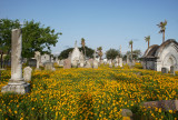 Wildflowers and Gravestones