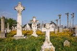 Wildflowers and Gravestones