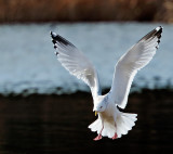 Herring Gull