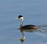 Western Grebe